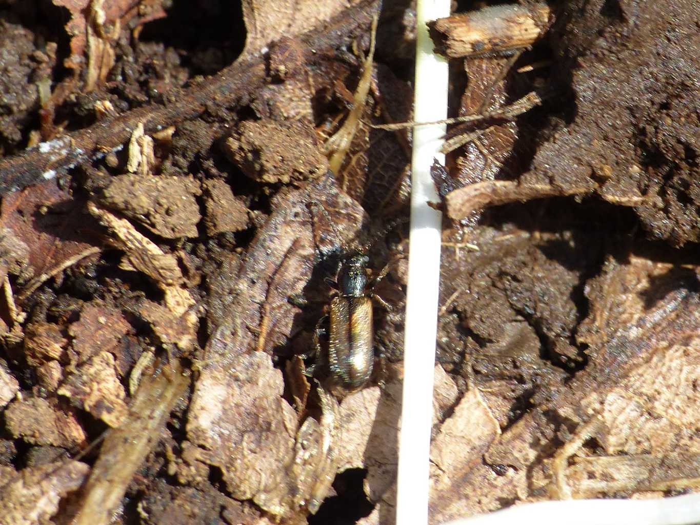Chrysomelidae: Orsodacne humeralis (= lineola?)